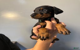 Doberman Pinscher dogs for sale: Green Collar - Image 2