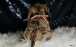 Miniature Dachshund dogs for sale: Gypsy - Image 4