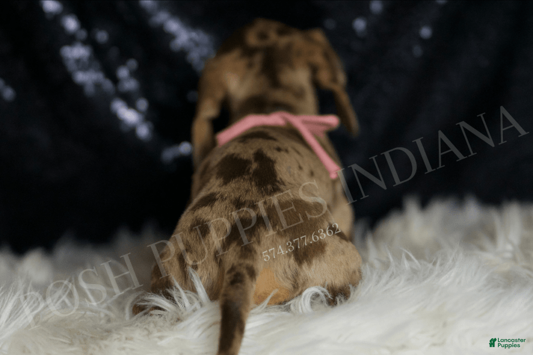 Miniature Dachshund dogs for sale: Gypsy - Image 4