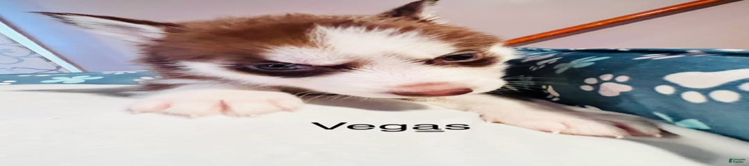 Vegas