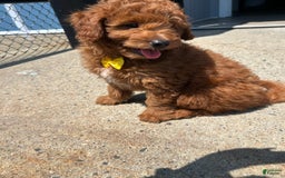 Mini Goldendoodle dogs for sale: Artic - Image 2