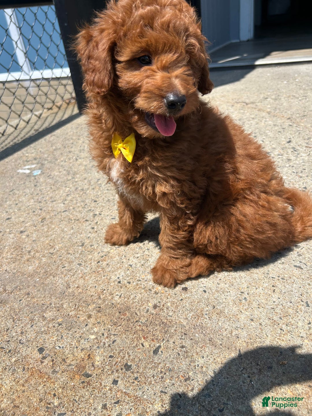 Mini Goldendoodle dogs for sale: Artic - Image 2