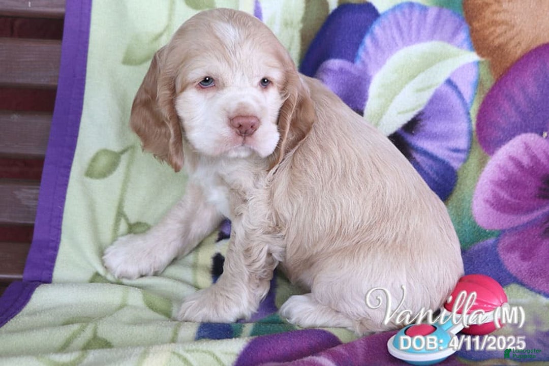 Cocker Spaniel dogs for sale: Vanilla - Image 3