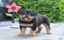 Rottweiler dogs for sale: Rottweiler 7 puppies - Image 4