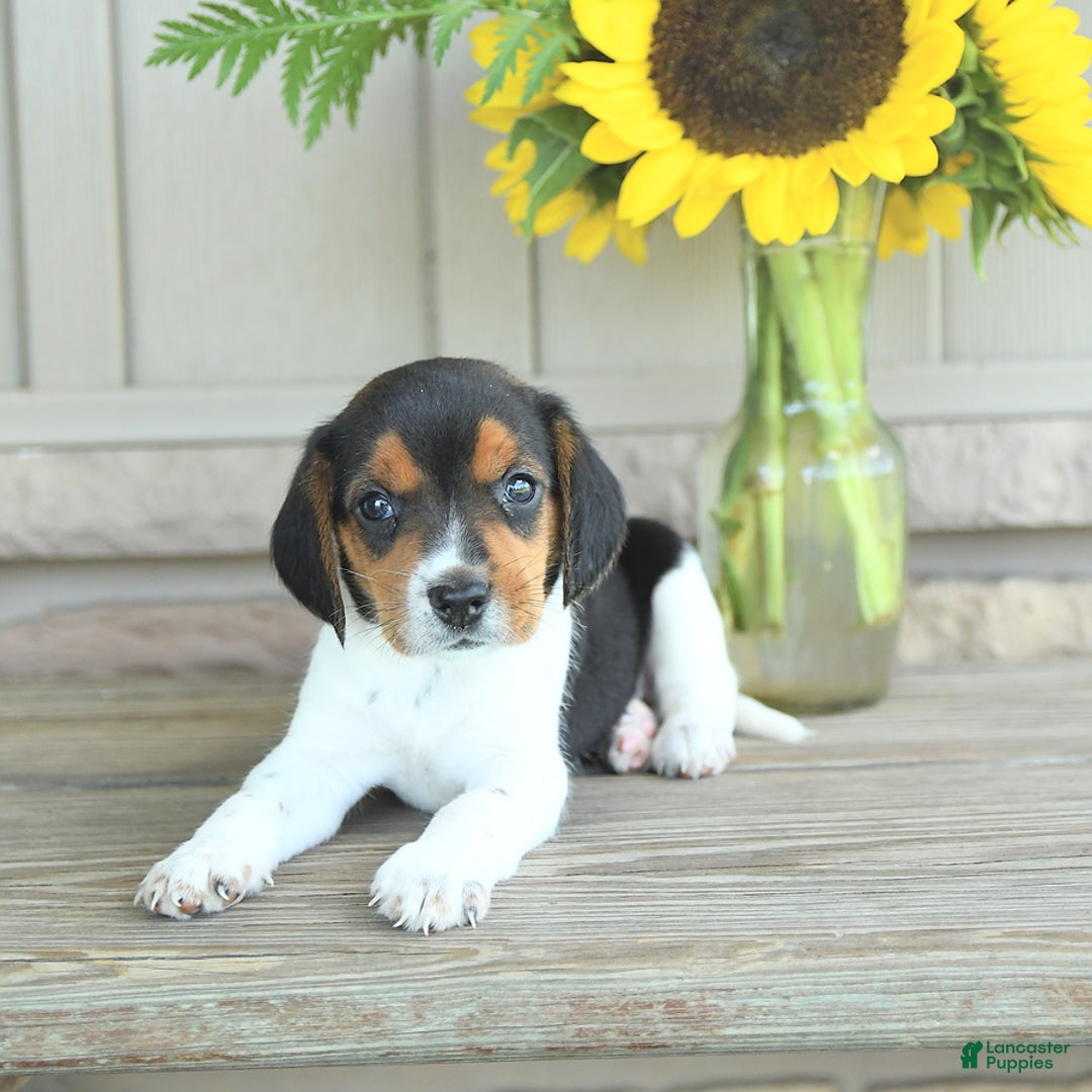 Beagle dogs for sale: Trigger - Image 2