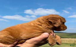Golden Retriever dogs for sale: Fin - Image 19
