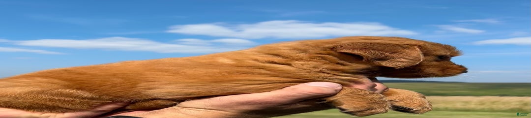 Fin