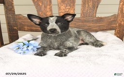 Australian Cattle Dog dogs for sale: Marlene - Image 4