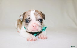 French Bulldog dogs for sale: Zeus Akc - Image 23