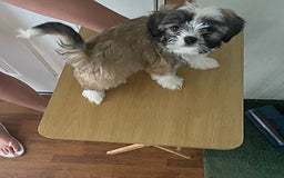 Shih Tzu dogs for sale: Baby Doll - Image 7