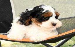 Cavapoo dogs for sale: Knight - Image 4