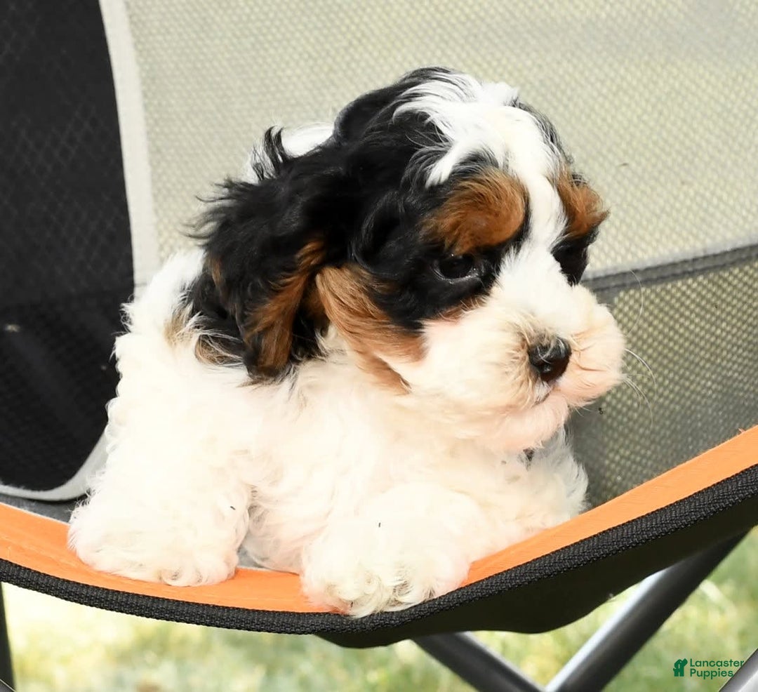 Cavapoo dogs for sale: Knight - Image 4