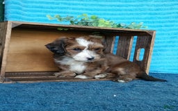 Havanese dogs for sale: Duke - Image 10