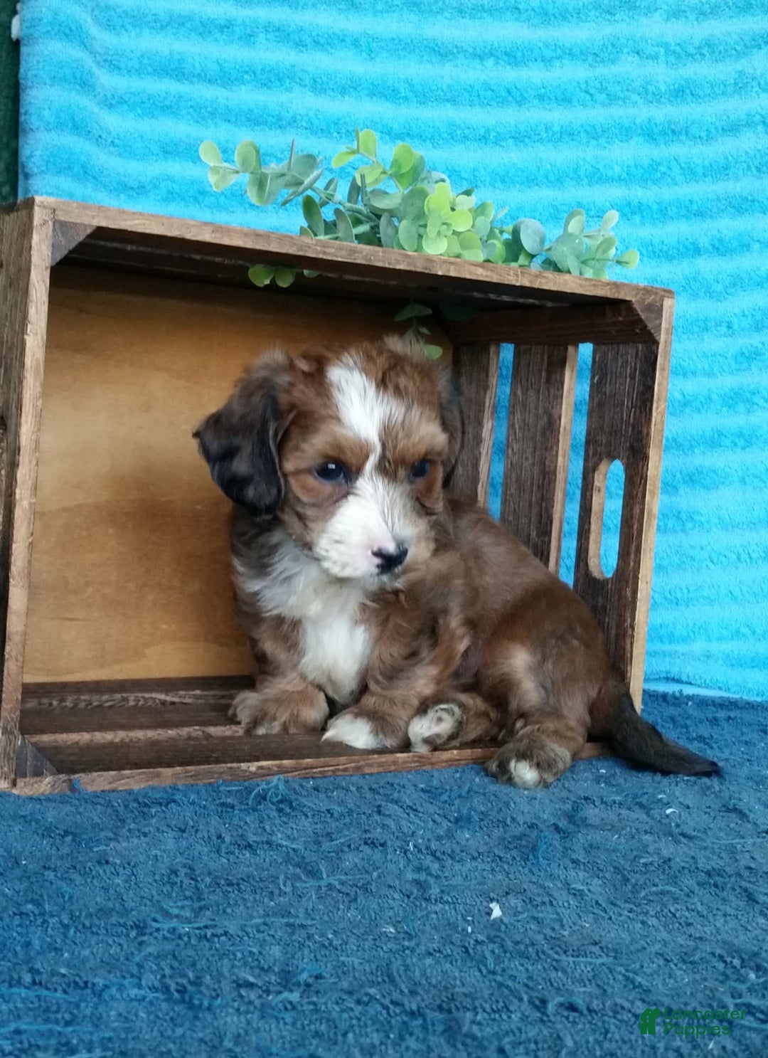 Havanese dogs for sale: Duke - Image 10