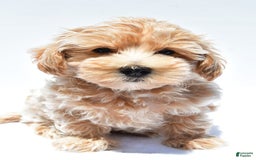 Maltipoo dogs for sale: Clay - Image 1