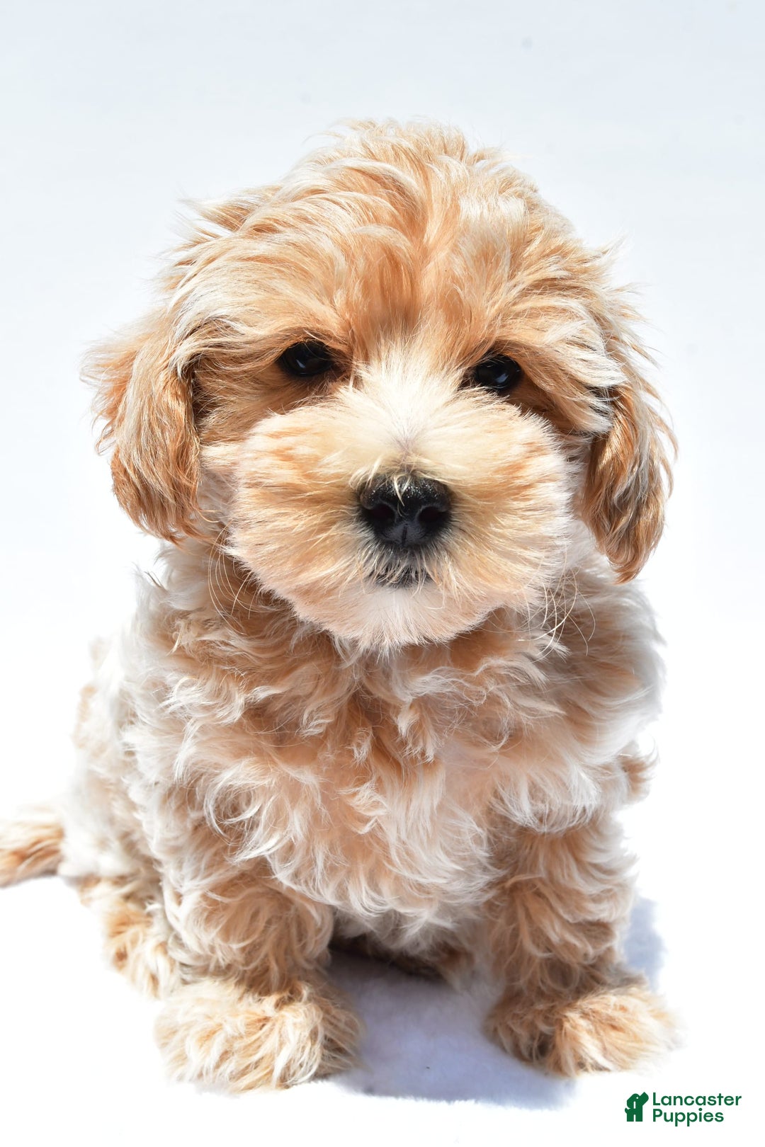 Maltipoo dogs for sale: Clay - Image 1
