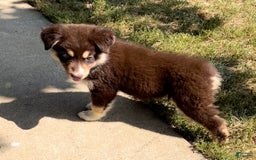 Alaskan Malamute dogs for sale: Talli - Image 5