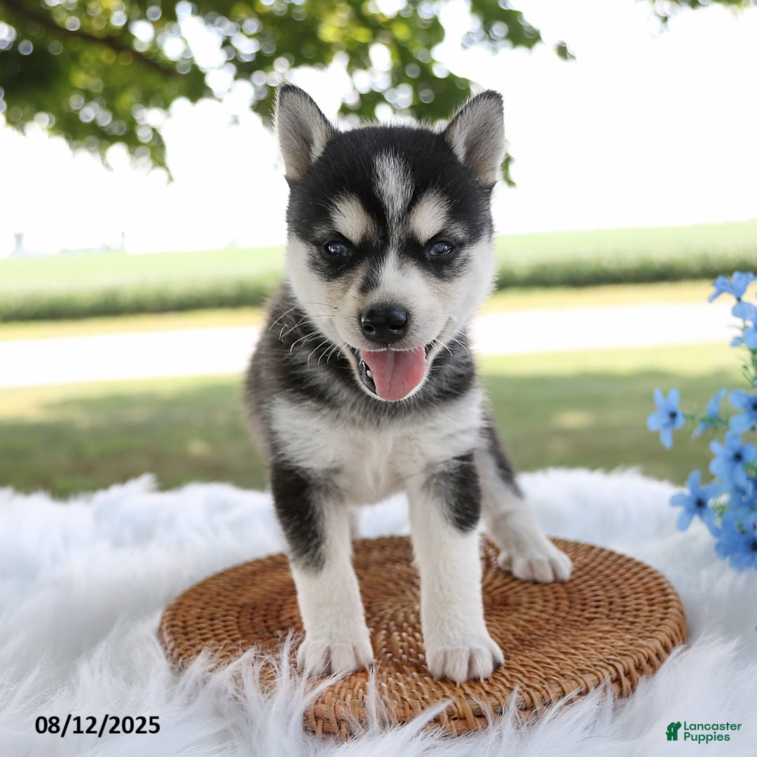 Alaskan Klee Kai dogs for sale: Cooper - Image 2