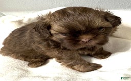 Shih Tzu dogs for sale: Karlton - Image 17