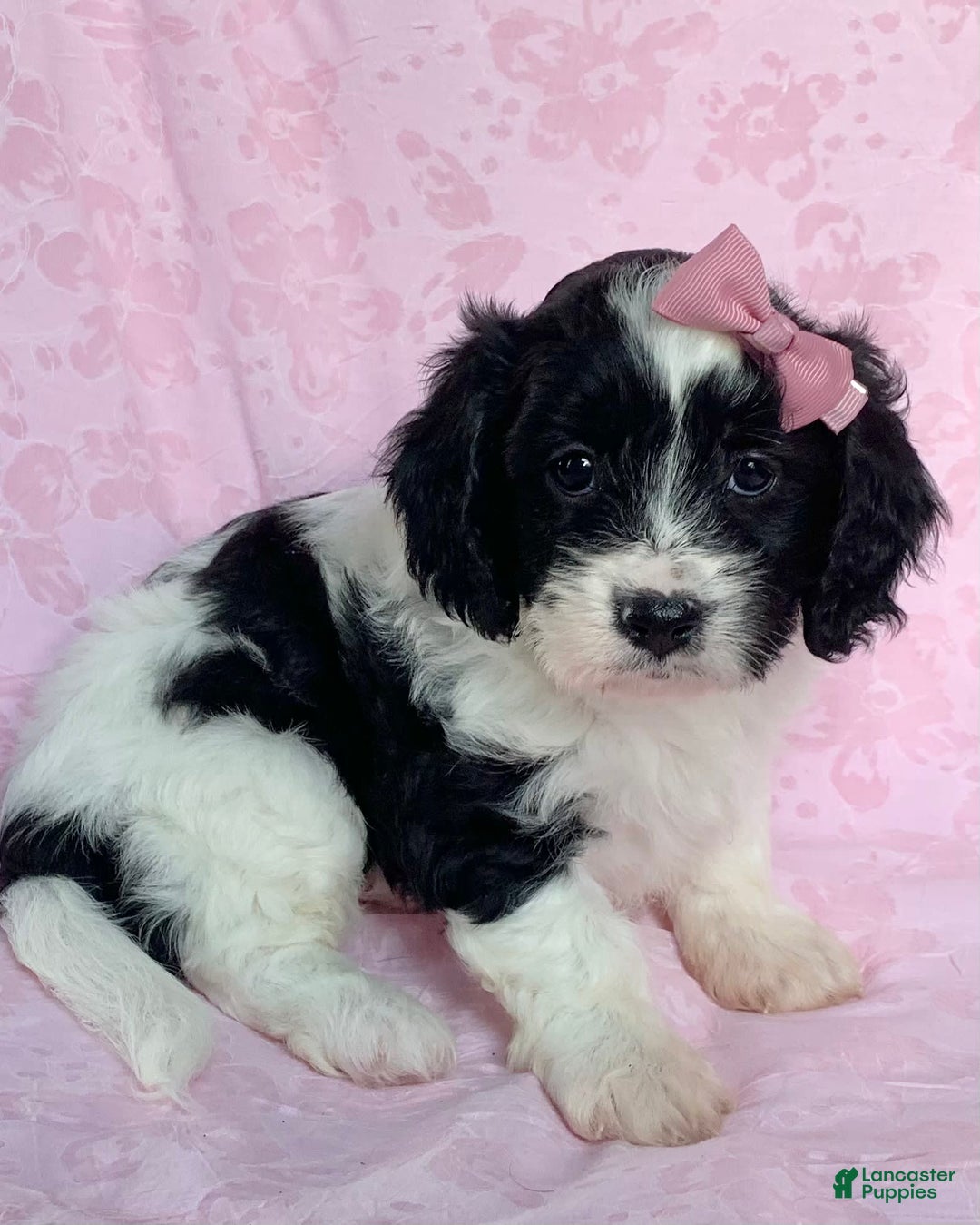 Cavachon dogs for sale: Carly - Image 2