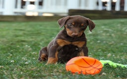Doberman Pinscher dogs for sale: Daisy - Image 3