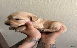 Golden Retriever dogs for sale: Marley - Image 6