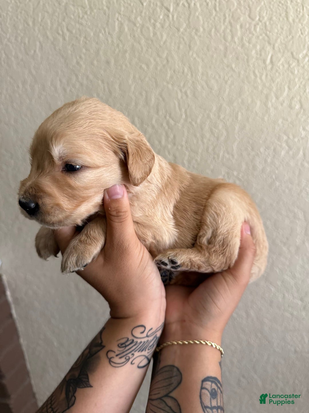 Golden Retriever dogs for sale: Marley - Image 6