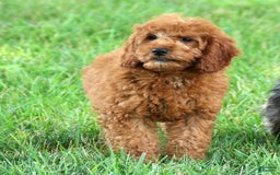 Bichpoo dogs for sale: Nora - Image 3