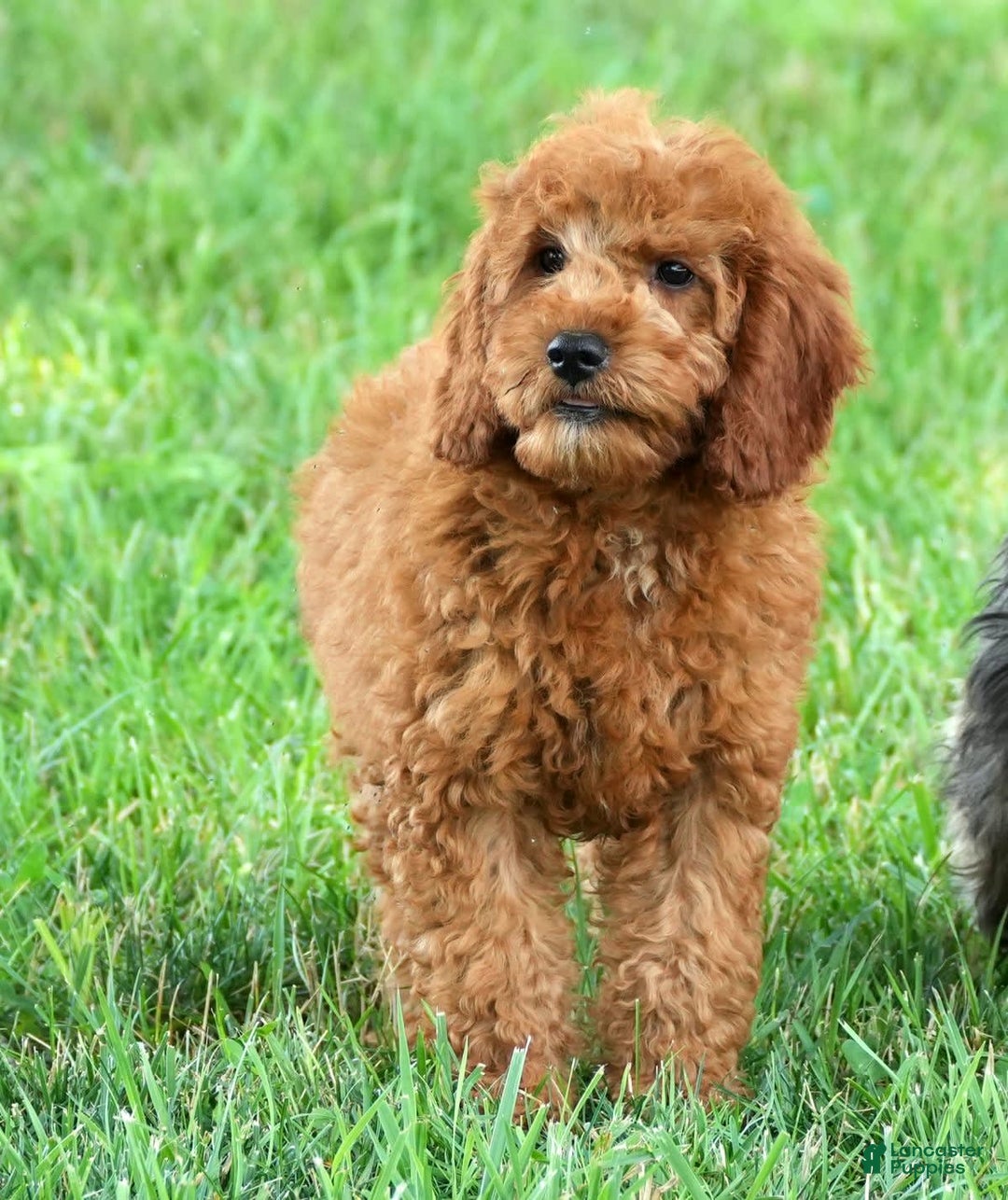 Bichpoo dogs for sale: Nora - Image 3