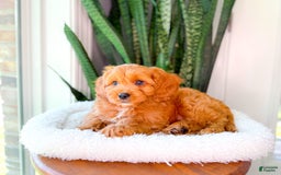 Cavapoo dogs for sale: Ivory - Image 4