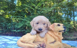 Golden Retriever dogs for sale: Maggie - Image 7