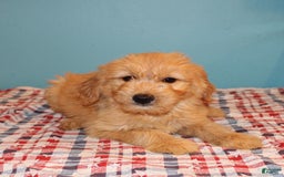  dogs for sale: Mini Goldendoodle 5 puppies - Image 33