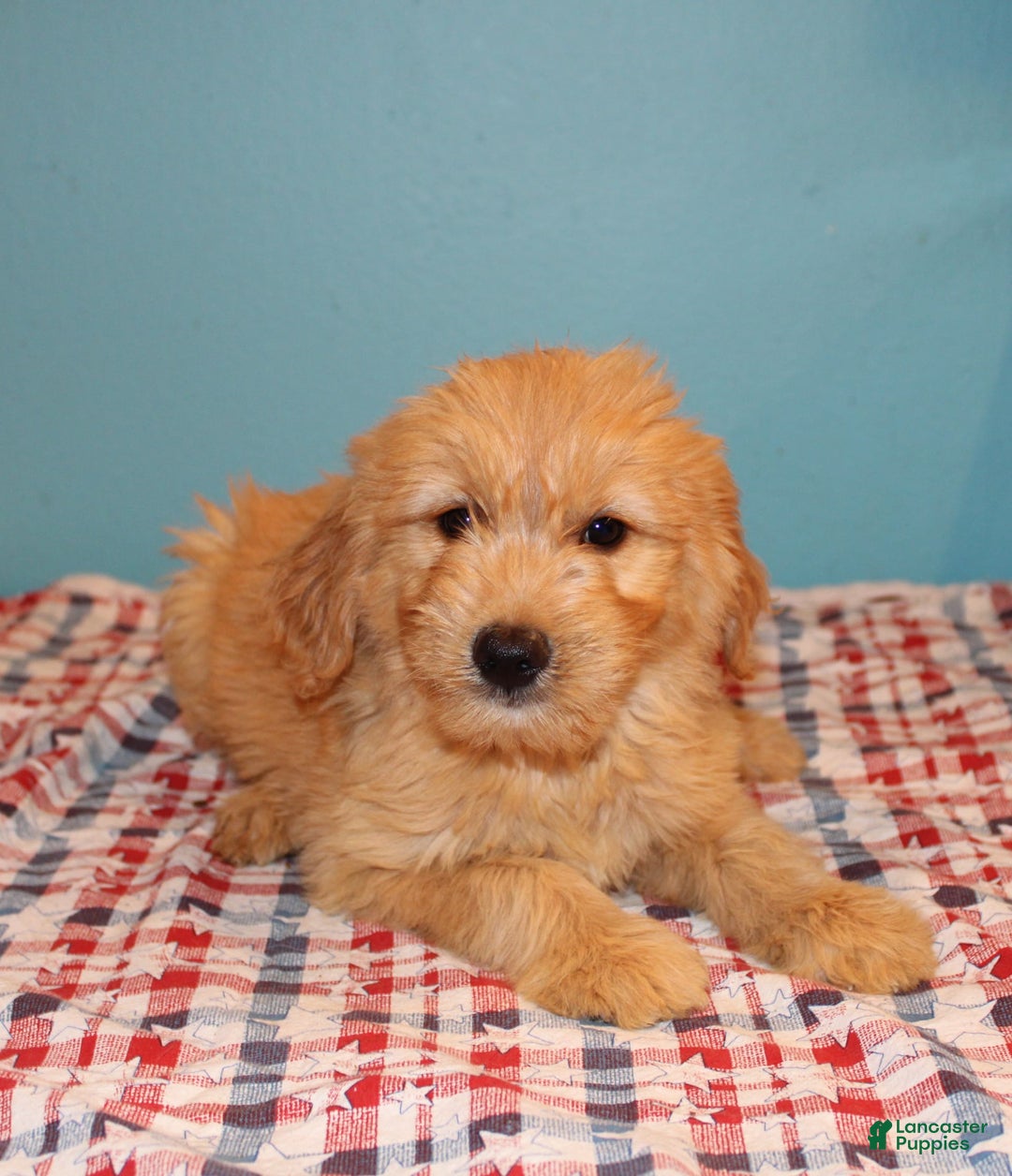  dogs for sale: Mini Goldendoodle 5 puppies - Image 33