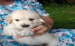 Golden Retriever dogs for sale: Poppy - Image 14