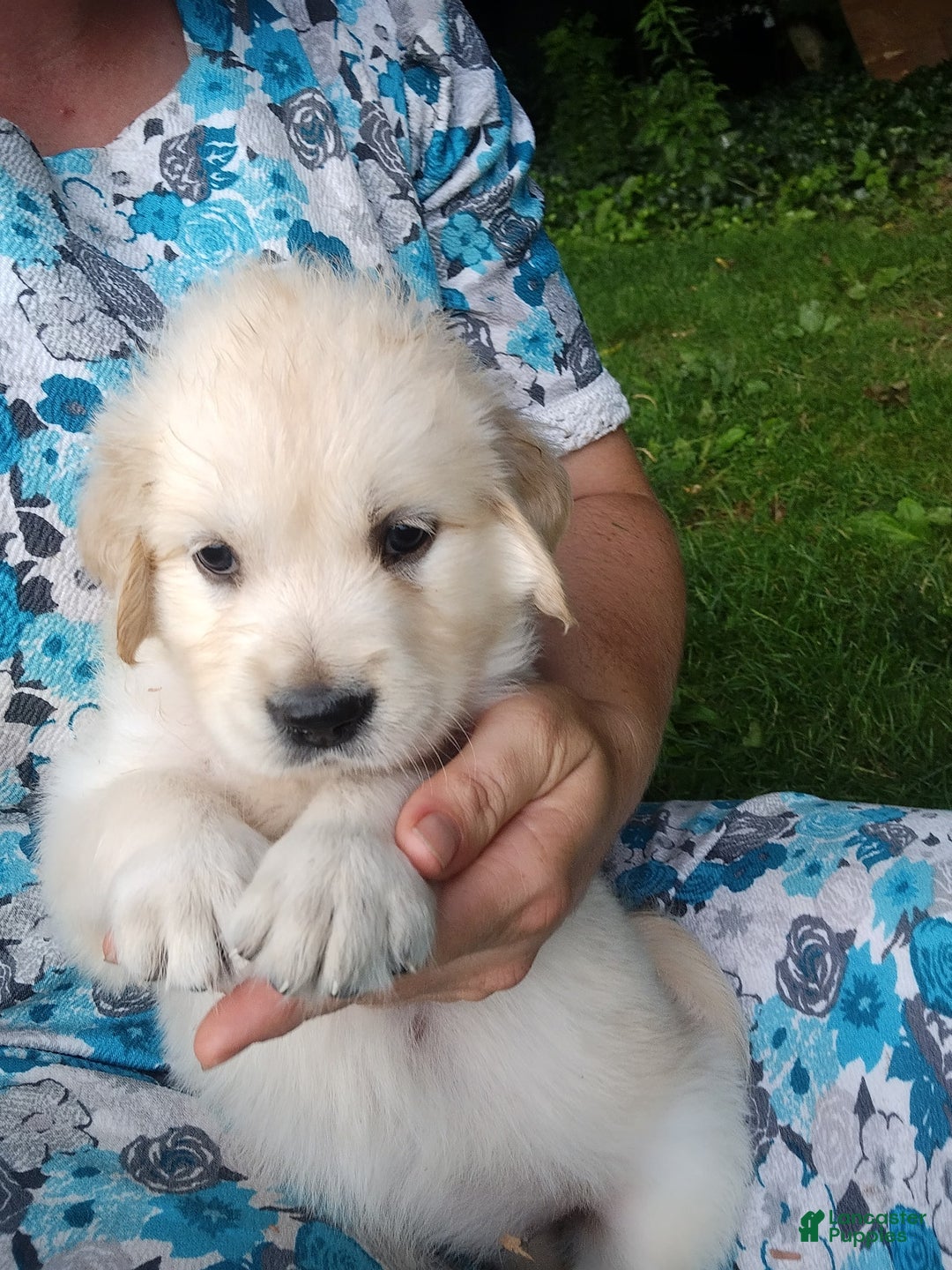 Golden Retriever dogs for sale: Poppy - Image 14