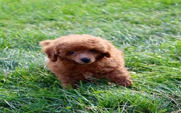 Miniature Poodle dogs for sale: Rita - Image 6