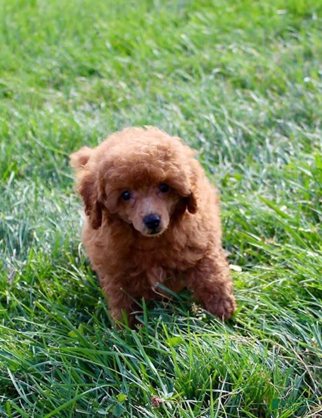 Miniature Poodle dogs for sale: Rita - Image 6