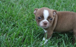 Boston Terrier dogs for sale: Dustie - Image 4