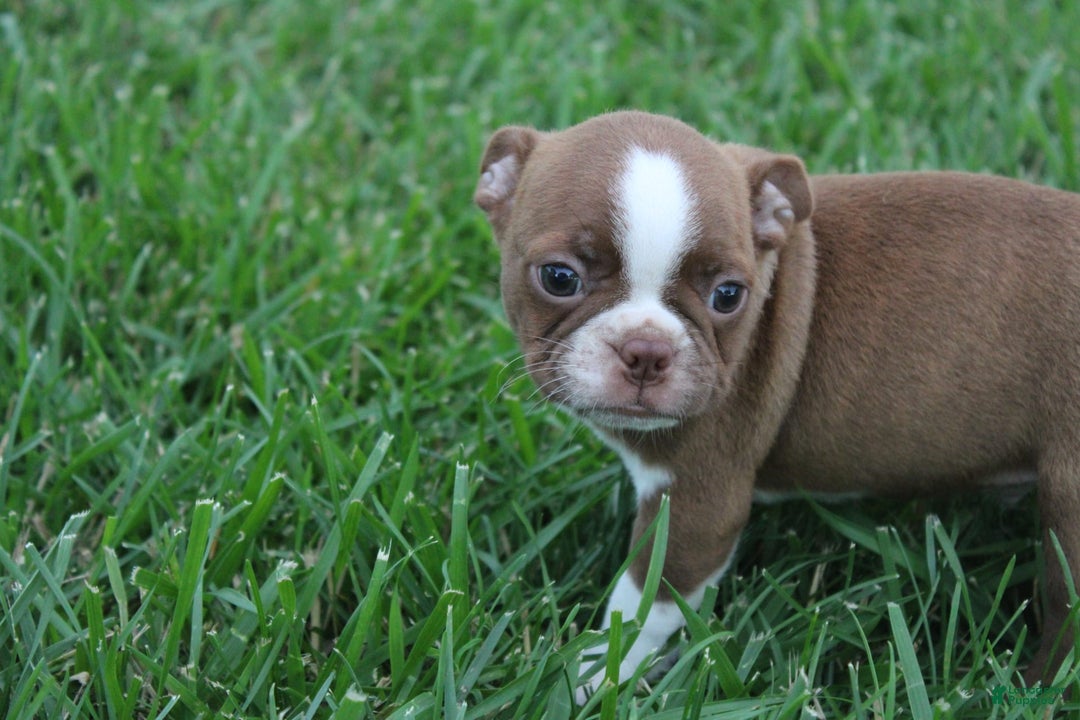 Boston Terrier dogs for sale: Dustie - Image 4