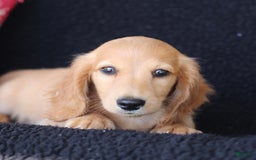 Miniature Dachshund dogs for sale: Frisco - Image 4
