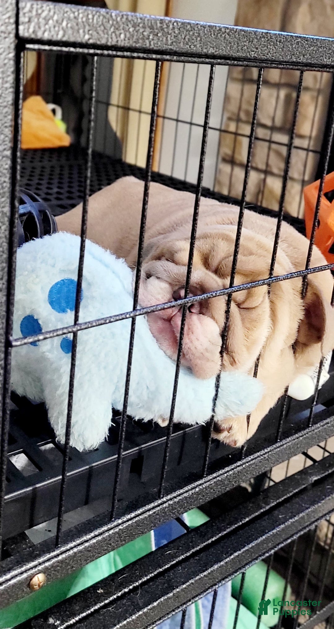 English Bulldog dogs for sale: Ozzy - Image 10