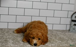Mini Goldendoodle dogs for sale: Lucy - Image 14