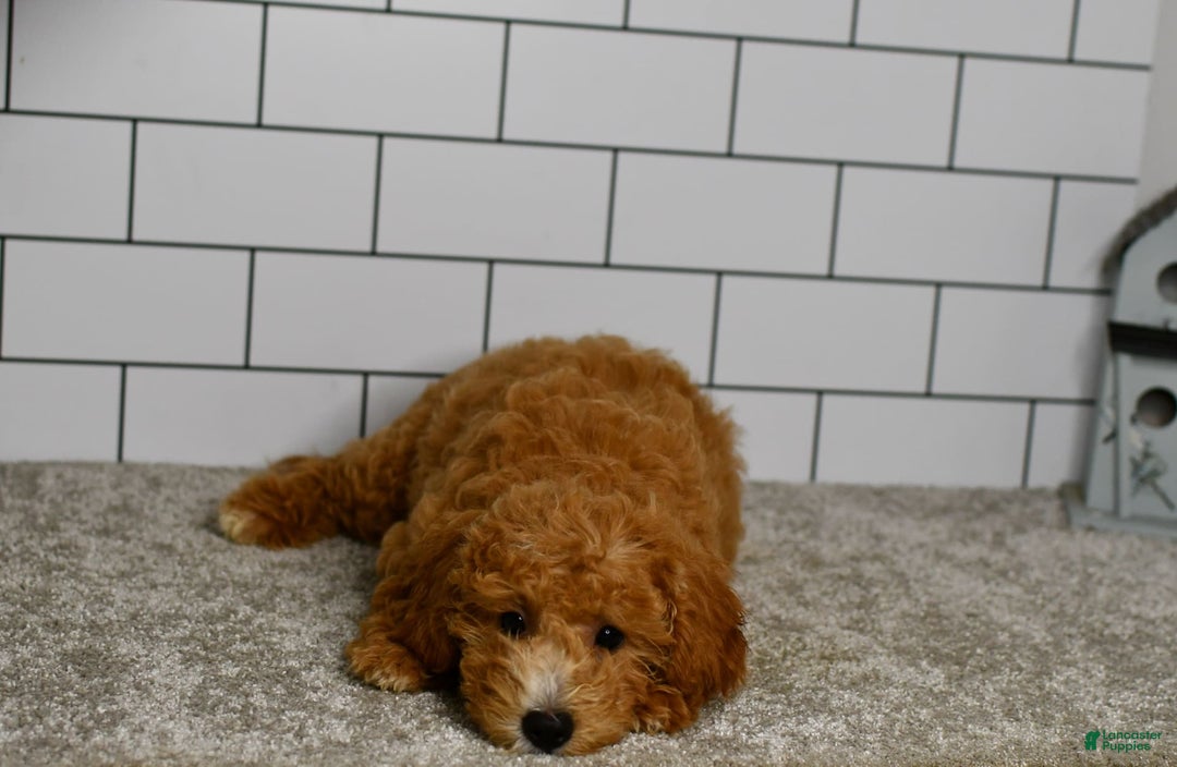 Mini Goldendoodle dogs for sale: Lucy - Image 14