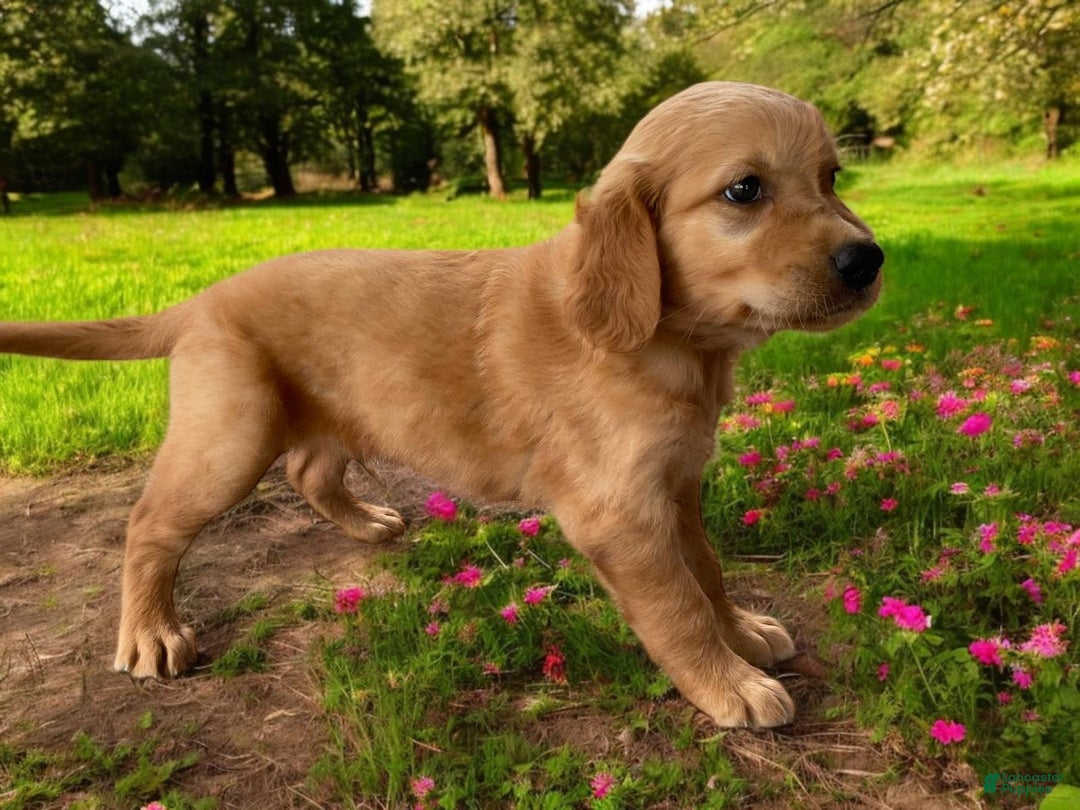 Golden Retriever dogs for sale: Rufus - Image 8