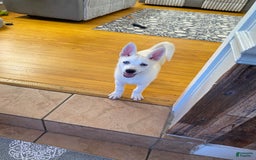 Pomsky dogs for sale: Digger - Image 10
