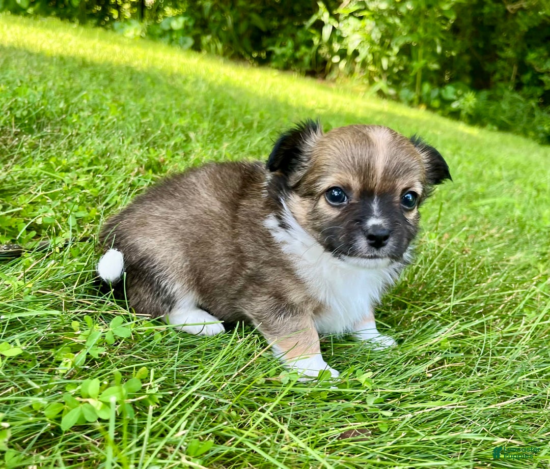 Chihuahua dogs for sale: Liam - Image 2