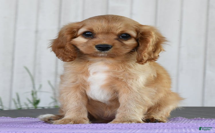 Cavalier King Charles Spaniel dogs for sale - Ad 1