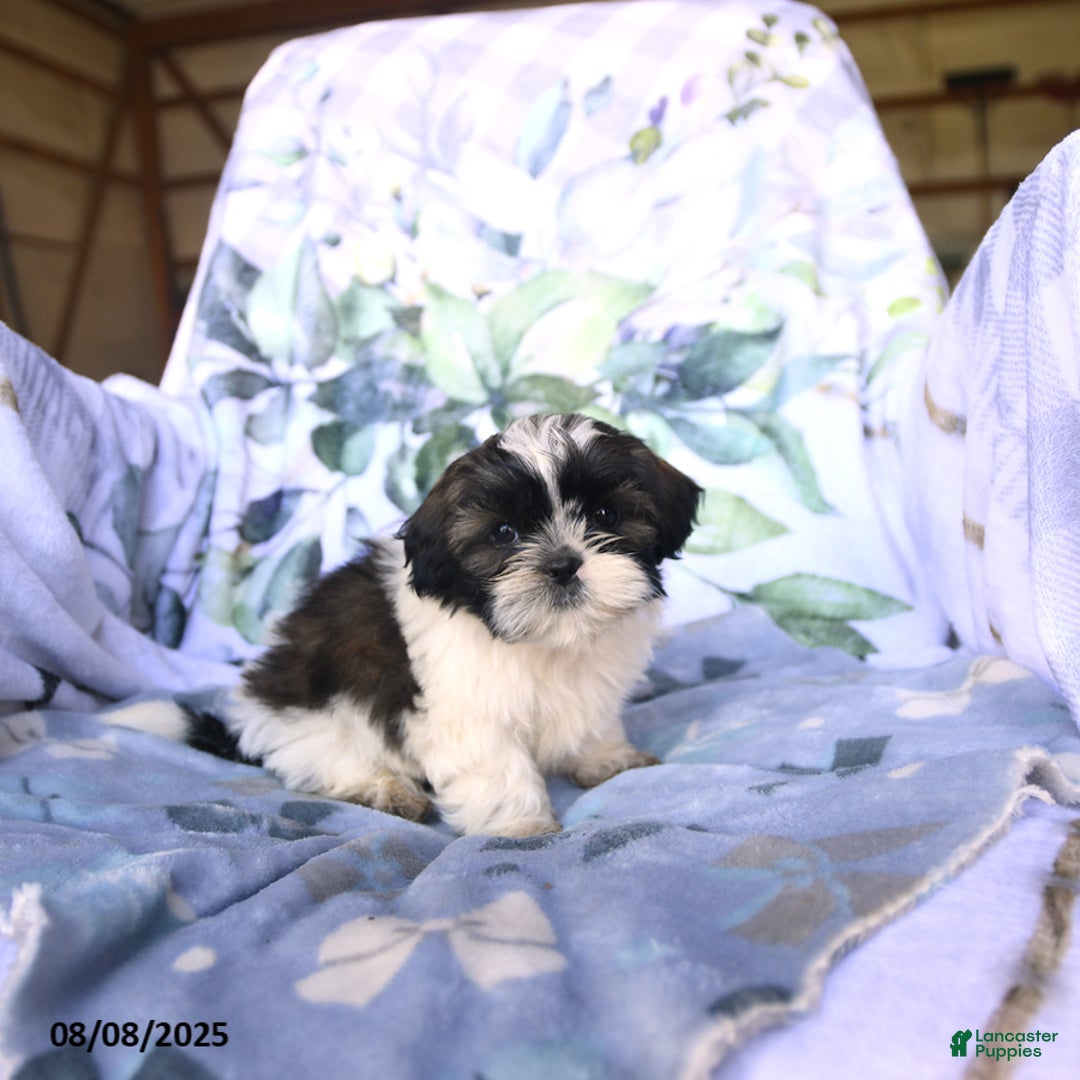 Shih Tzu dogs for sale: Kody - Image 2
