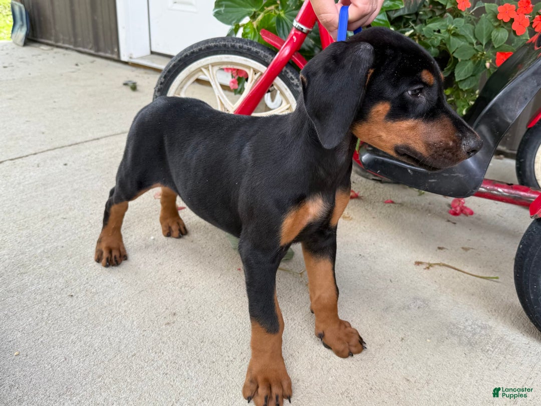 Doberman Pinscher dogs for sale: Mitch - Image 2