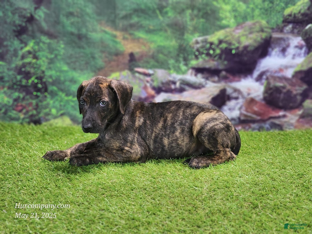 Catahoula Leopard Dog dogs for sale: Jesse 2025 Male 1 - Image 6